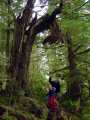 Whomping Willow