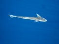A remora that decided we were good company.