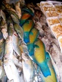 Amazing colors of parrot fish.