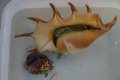 Spider Conch and Cowery Shells