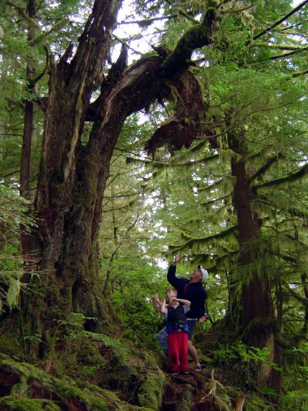 Whomping Willow
